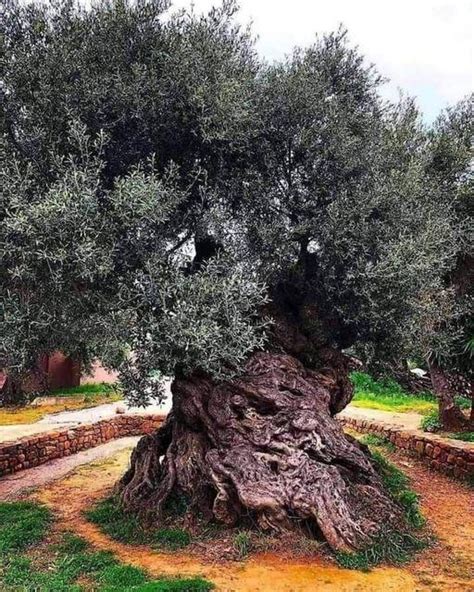 The oldest olive tree in the world is in Palestine and about 3500 years ...