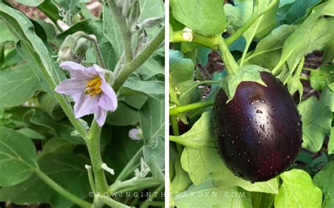 How to Grow Eggplant - Growing In The Garden