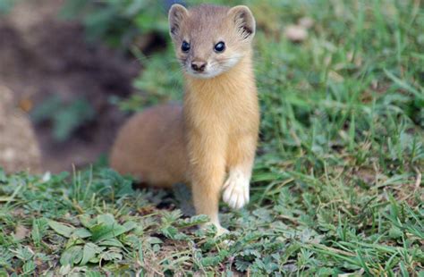 ADW: Mustelidae: PICTURES