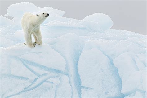 Polar Bear On Iceberg Photograph by Joan Gil Raga