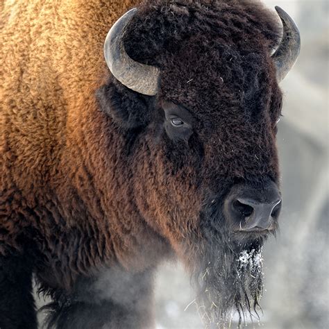 American Bison Bull