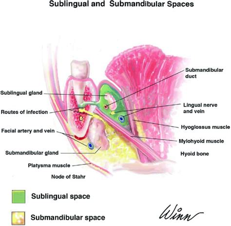 10: Review of Spaces | Pocket Dentistry