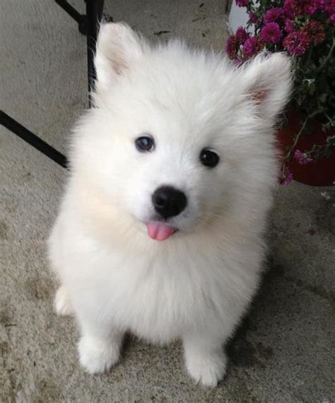 The Cutest Samoyed Photos You'll Ever See