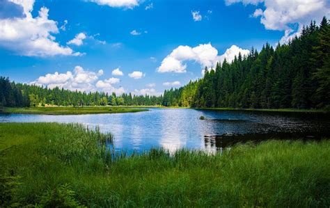 Scenic View of Lake in Forest · Free Stock Photo