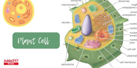 Plant Cell Definition, Structure, Function, Diagram & Types