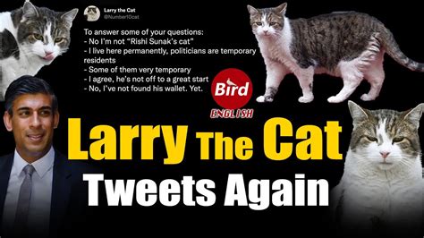 Larry The Cat , Came Up With Some Witty Answers To The Questions Pose To Him || Bird English ...