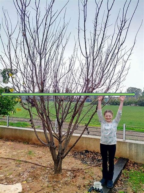 Pruning Apple Trees, Pruning Shrubs, Espalier Fruit Trees, Dwarf Fruit Trees, Trees To Plant ...