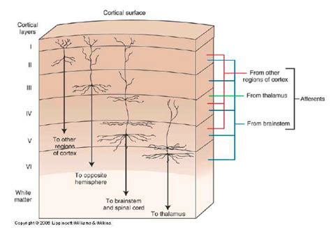 neuroscience - Is the six-layer cortex model of the mammalian cortex still the most accepted ...