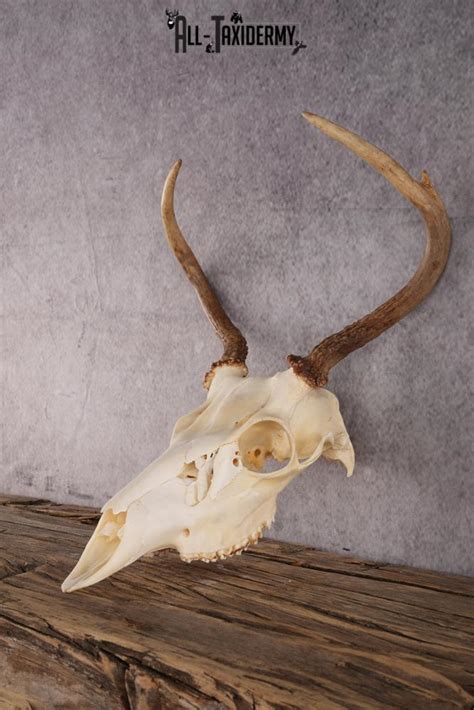 Whitetail Deer Skull SKU 2414.1 - All Taxidermy