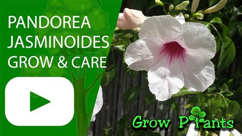 Pandorea jasminoides - grow & care - YouTube