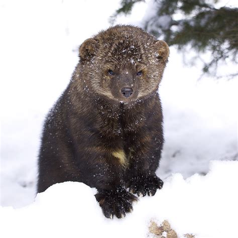 Fisher to be reintroduced to Washington, but killing continues in BC - The Fur-Bearers