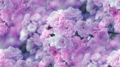 Flowers wallpaper, Rose, Blossom, Close-Up, Earth, Nature, Pastel, Pink Flower Amazing Flowers ...
