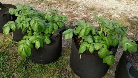 Best Potato Varieties For Grow Bags: Top 4 Picks Reviewed!