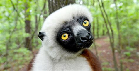 October 4, 1997: Jovian the Lemur, Star of "Zoboomafoo", Goes to Duke ...