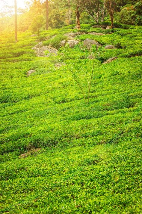 Green Plantation of Ceylon Tea. Stock Image - Image of forest, high: 126084921