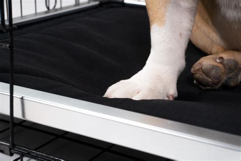 Chew Proof Armored Elevated Padded Dog Crate Bed | Indestructible Dog ...