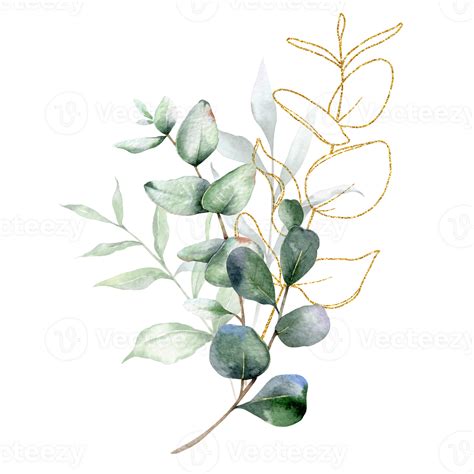 Eucalyptus Watercolor Illustration. Eucalyptus Greenery Hand Painted isolated on transparent ...