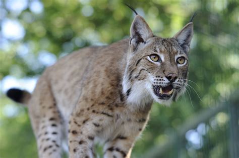 The Eurasian Lynx | Eurasian lynx, Lynx, Big cats