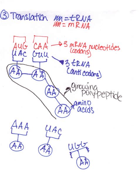 Honors Biology Period 3 2010-2011: Transcription and Translation