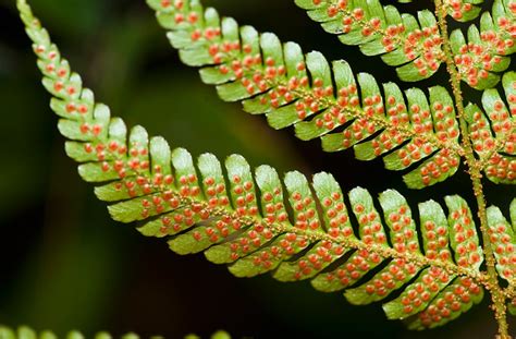 Sori On Underside Of Fern | Flickr - Photo Sharing!