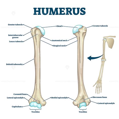 Identify The Markings Of The Humerus