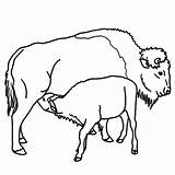 African Buffalo coloring page  Free Printable sketch template