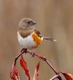 female Rufous-sided Towhee | Backyard birds, Birds, Beautiful birds