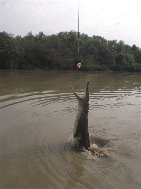 Crocodiles in Adelaide River, Australia Alligators, Crocodiles ...