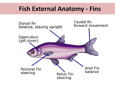Printable Fishbone Diagram Fish Fins Labeled Fin Anatomy Pbs Basic Nova | Sexiz Pix