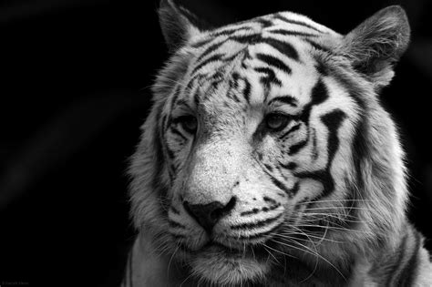 tiger wallpaper desktop backgrounds | Tiger wallpaper, Black and white ...