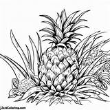 Wild Pineapple In A Tropical Island Coloring Page  For Kids sketch template