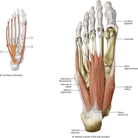 Ankle & Foot - Atlas of Anatomy