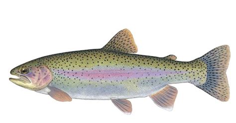 Rainbow Trout - Kentucky Department of Fish & Wildlife