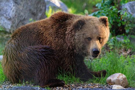 OSO GRIZZLY - Características, Alimentación y Hábitat