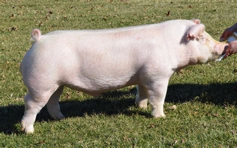 Chester White Pigs - Breed Profile, Behavior & Care