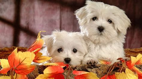 Cute Dogs, Cute Animal Thanksgiving HD wallpaper | Pxfuel