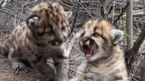 Hear mountain lion cubs try to intimidate biologists in CA | Kansas ...