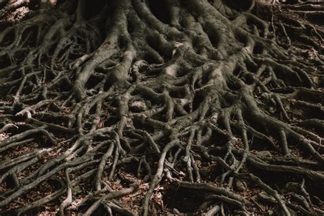 Plant roots mysteriously pulsate and we don't know why—but finding out ...