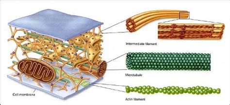 10 Facts about Cytoskeleton | Fact File