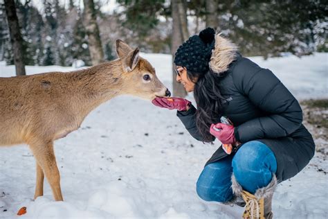 Alison Slattery Photography: Parc Omega, Montebello, Quebec!