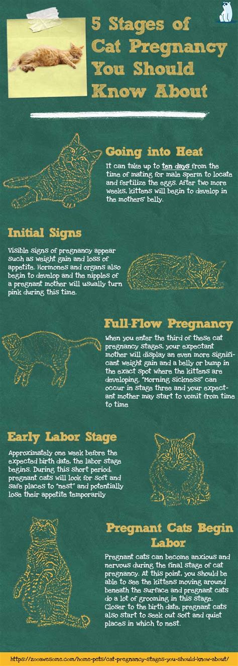 Cat Pregnancy Stages You Should Know About | ZooAwesome