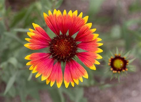 30 Summer Flowering Plants