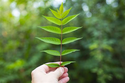 Tree of Heaven: How to Identify and Remove It