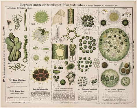 biology aesthetic #biology Protista | Planten, Kamer decoratie, Kunst