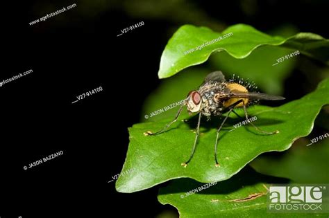 Diptera Families