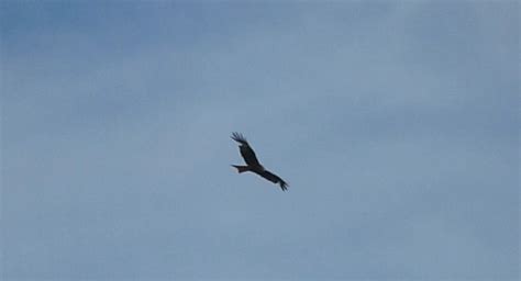 Red Kite in flight - Blog - American Indians and Friends