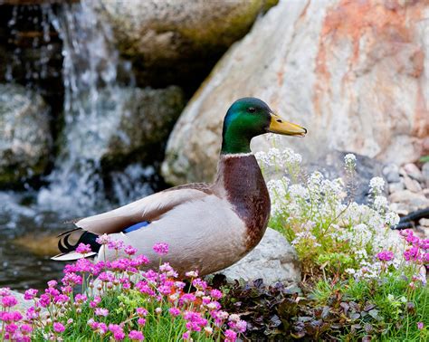 Duck Flower Garden Photograph by Tom Dowd | Fine Art America