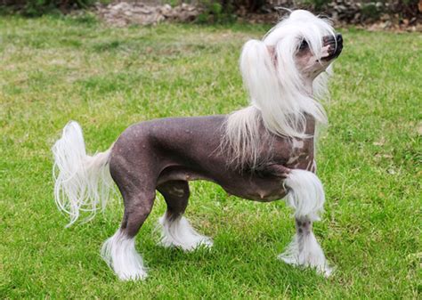 8 Amazing and Unusual Dog Breeds - Vetstreet | Vetstreet