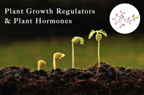 What are PGR? The Plant hormones – Ugaoo