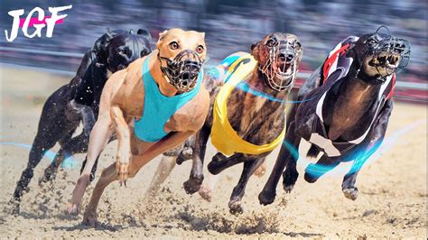 Greyhound race - Dog racing competition - YouTube